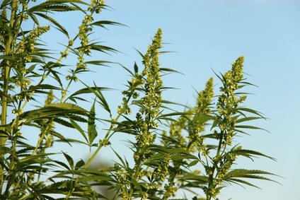 hanfpflanze II